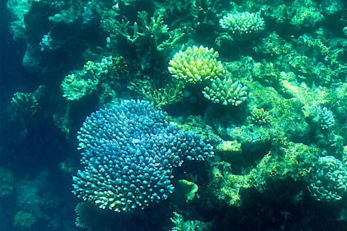 yli puolet malesian koralliriutoista on kärsinyt meriveden lämpenemisestä