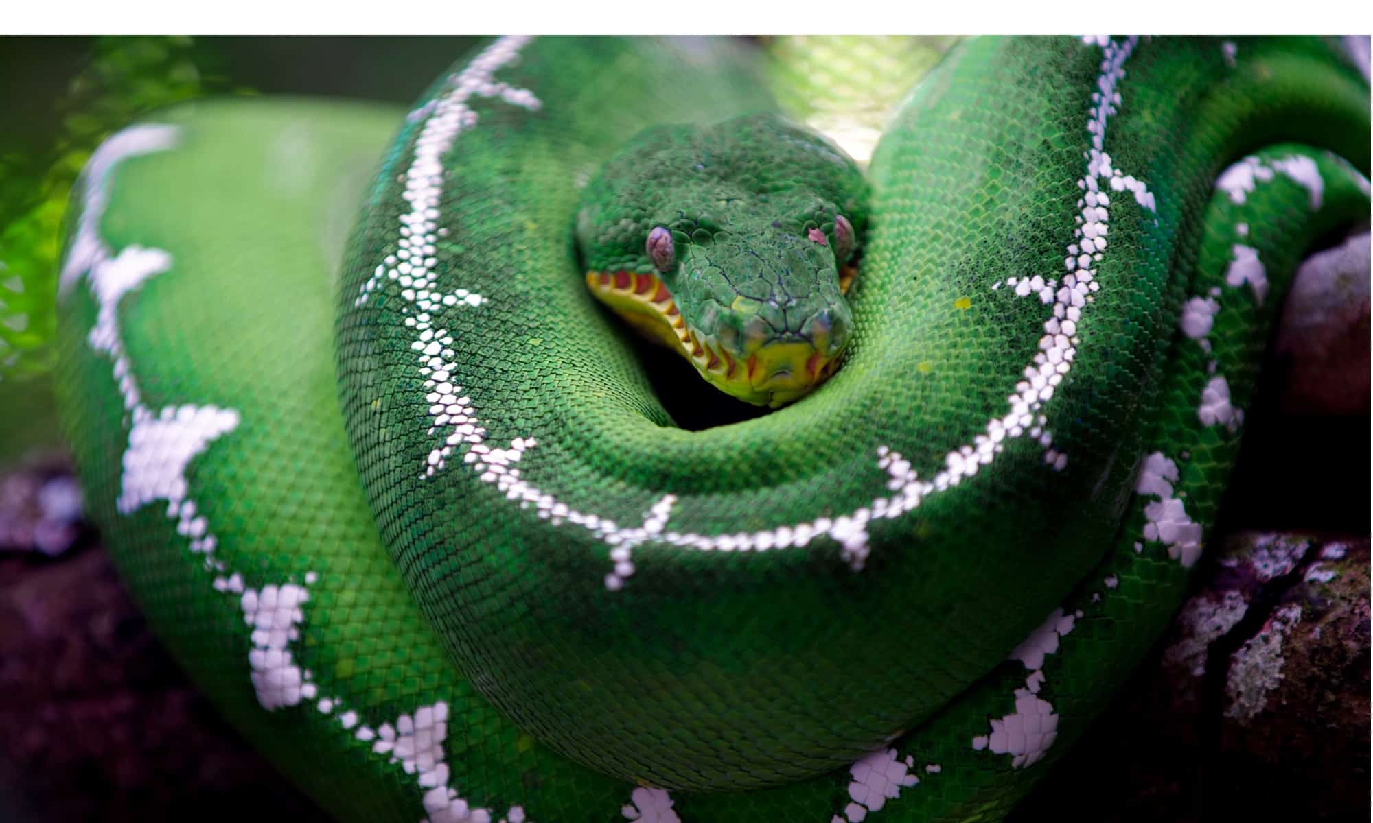 The 35 Most Colorful Snakes You’ll Find on Earth