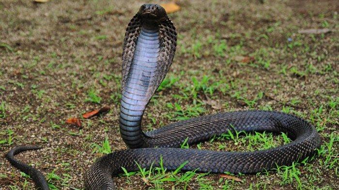 sederet arti mimpi digigit hingga dililit ular kobra,menurut primbon jawa tafsirnya bermacam-macam