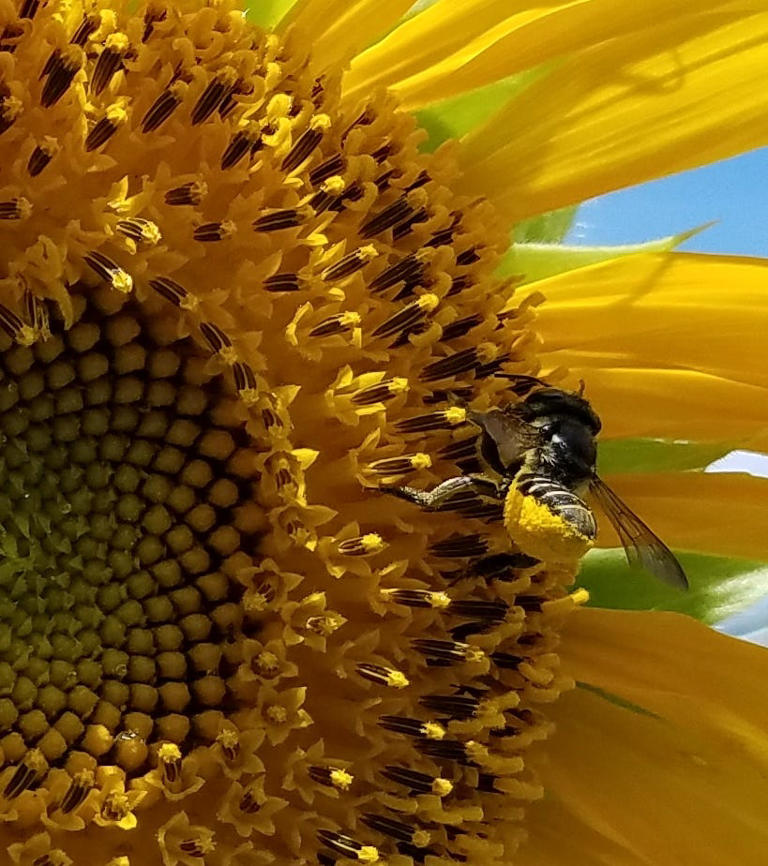 Grow Sunflowers: Birds, Bees And Butterflies Will Call Your Place Home 