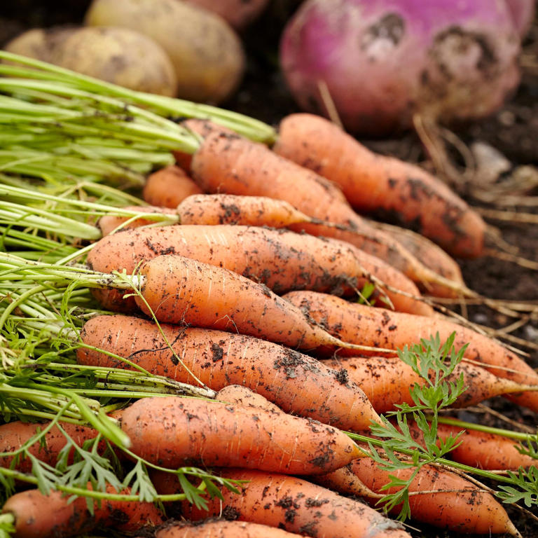 When To Plant Carrot Seeds For A Healthy Harvest – So You Can Start 