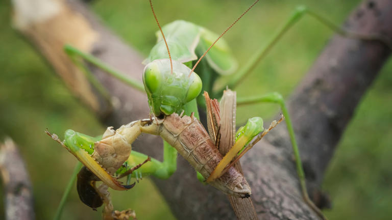 Forbidden feast: 5 surprising facts about cannibalism