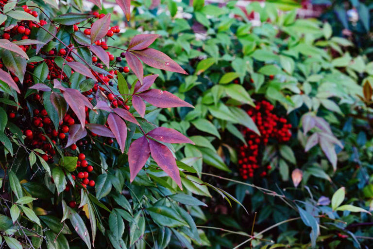 Why You Should Never Plant Nandina Shrubs, According to Bird Experts