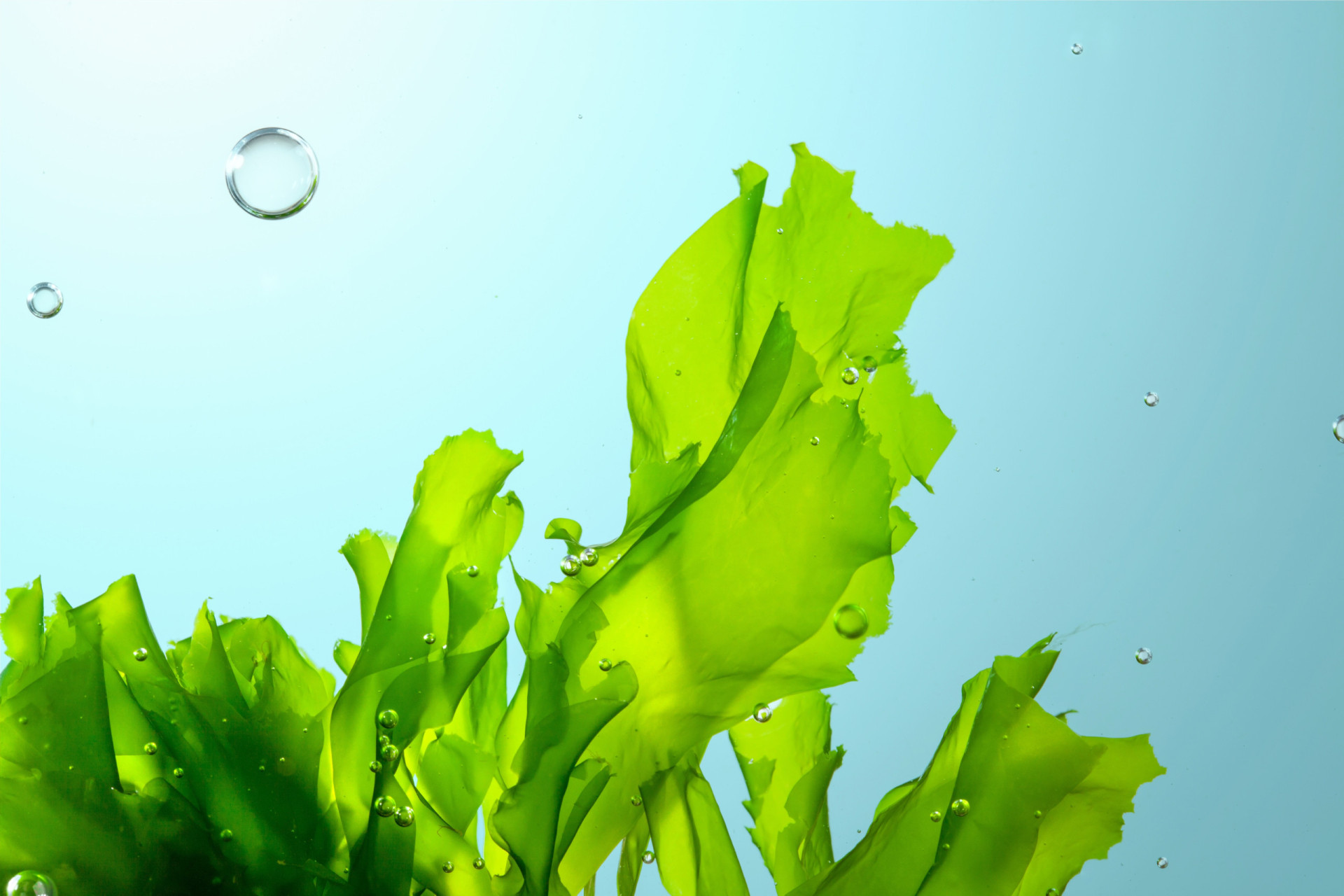 What makes seaweed a superfood?