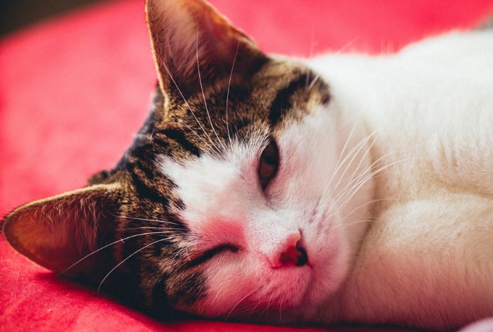 15 Cat Breeds That Don't Shed