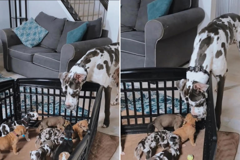 Pictures of Great Dane dad Garruk with his 10 puppies.