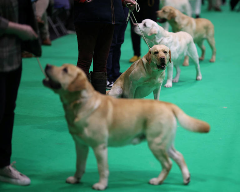 In photos Canines compete for ‘Best in Show’ at Crufts 2024