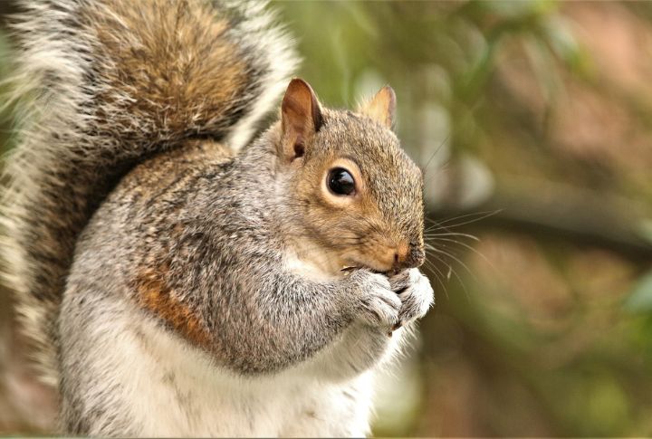 15 Scents To Repel Chipmunks and Squirrels