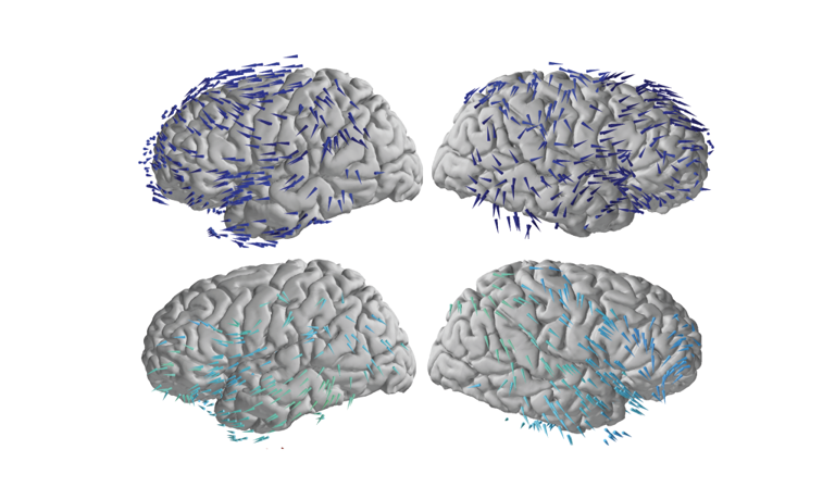 Columbia study reveals how brainwaves guide memory formation