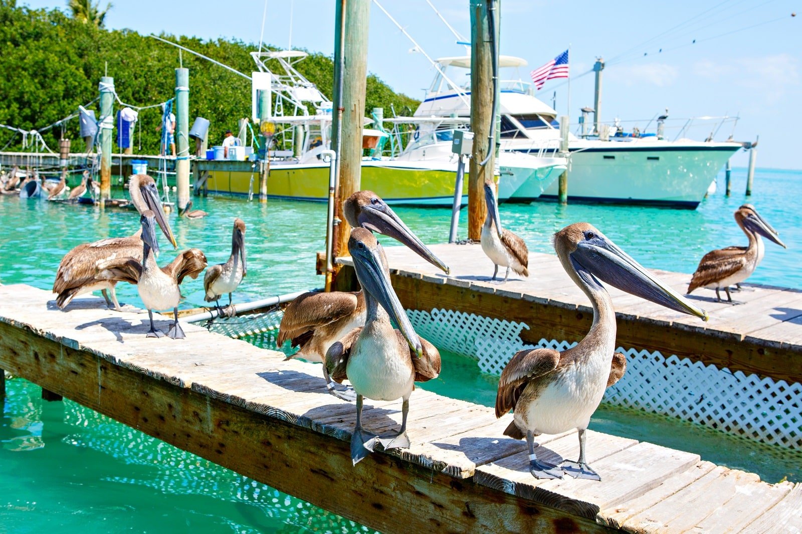 <p><span>The Florida Keys offer a unique sailing experience with their shallow waters and coral reefs. The Keys’ relaxed atmosphere is perfect for beginners. Sailing schools here focus on practical skills in a laid-back environment.</span></p> <p><b>Insider’s Tip: </b><span>Extend your sailing trip to include a visit to Key West for its vibrant maritime culture.</span></p> <p><b>When to Travel: </b><span>November to May for the best weather and sailing conditions.</span></p> <p><b>How to Get There: </b><span>Fly to Miami International Airport and drive to the Keys or fly directly to Key West International Airport.</span></p>