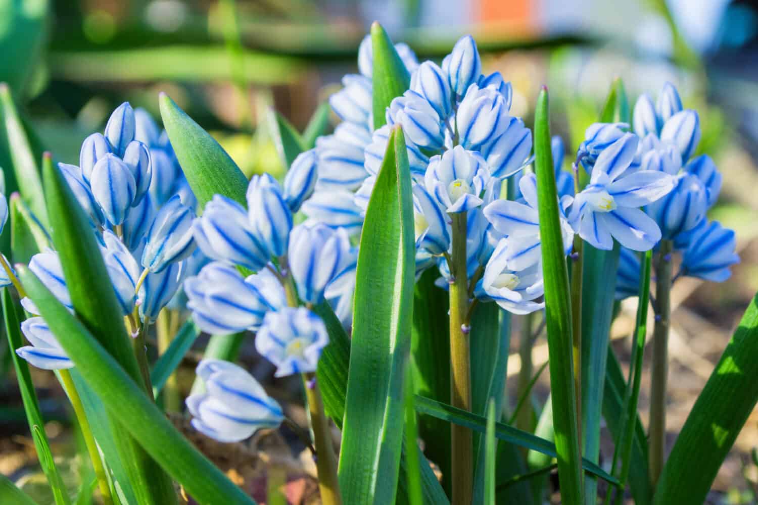 The 14 Best Perennial Plants That Return Every Year