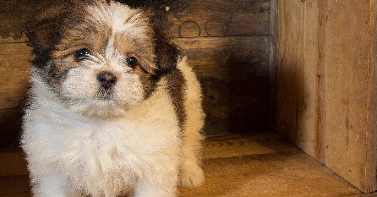 The Top 10 Softest Dog Breeds