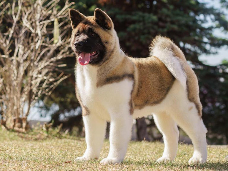 Dog breeds best sale similar to akita