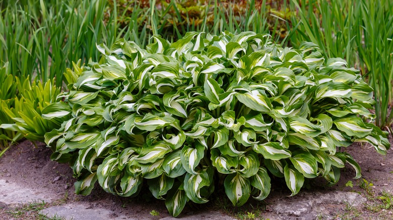 Our Gardening Expert Warns To Avoid This Major Mistake When Growing Hostas   BB1jyy30.img