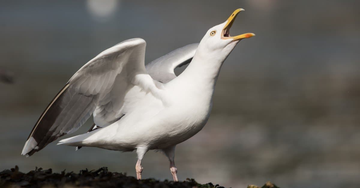 The Most Dangerous Birds In North America