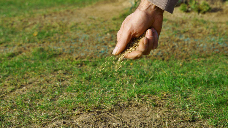 The Best Method For Overseeding The Zoysia Grass In Your Yard