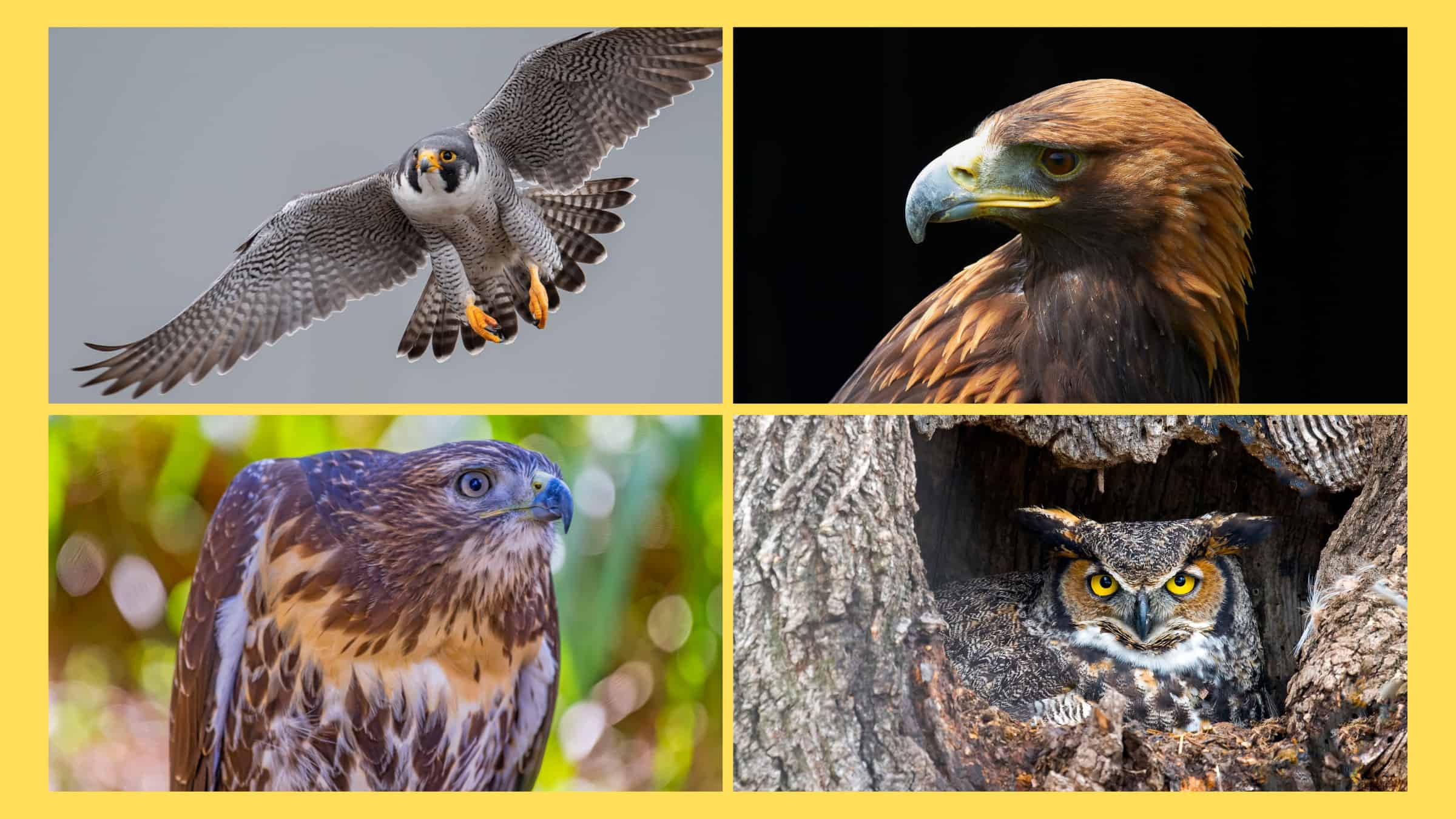 The Most Dangerous Birds In North America