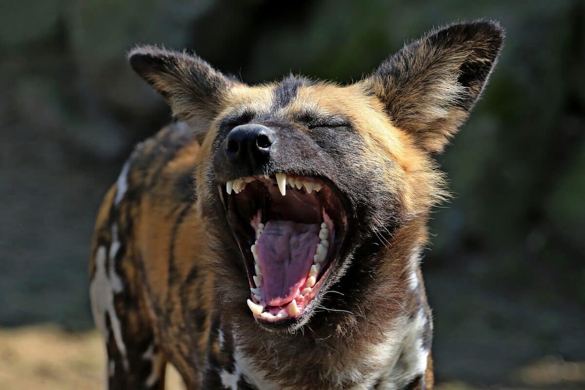 <p>African wild dogs are known for their endurance running at speeds up to 44 mph during hunts – they work in packs to chase down prey over long distances in the African savannah.</p>
