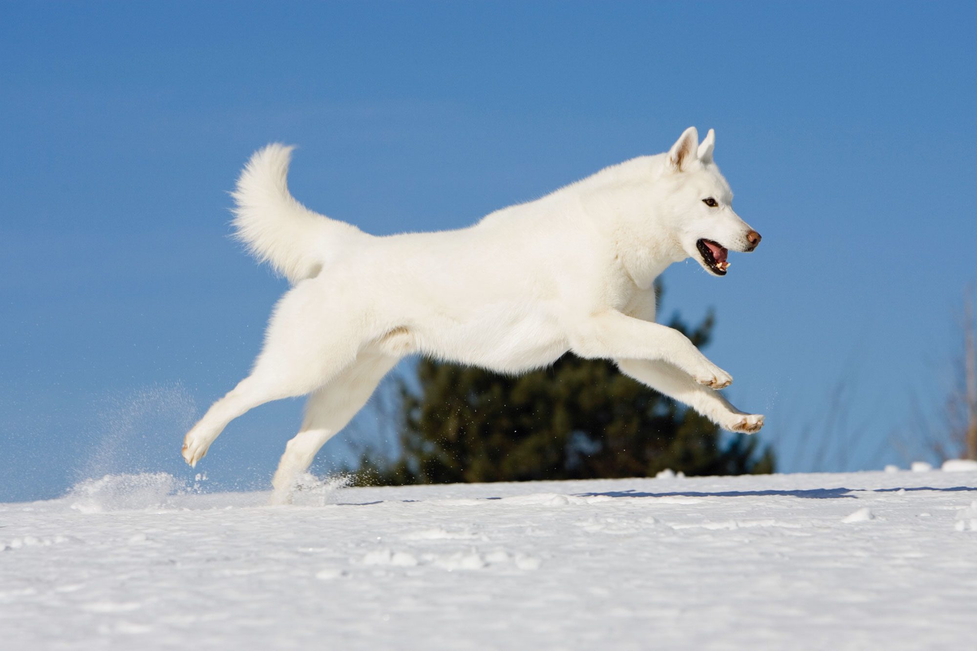 20 Beautiful White Dog Breeds—and How to Keep Them Clean