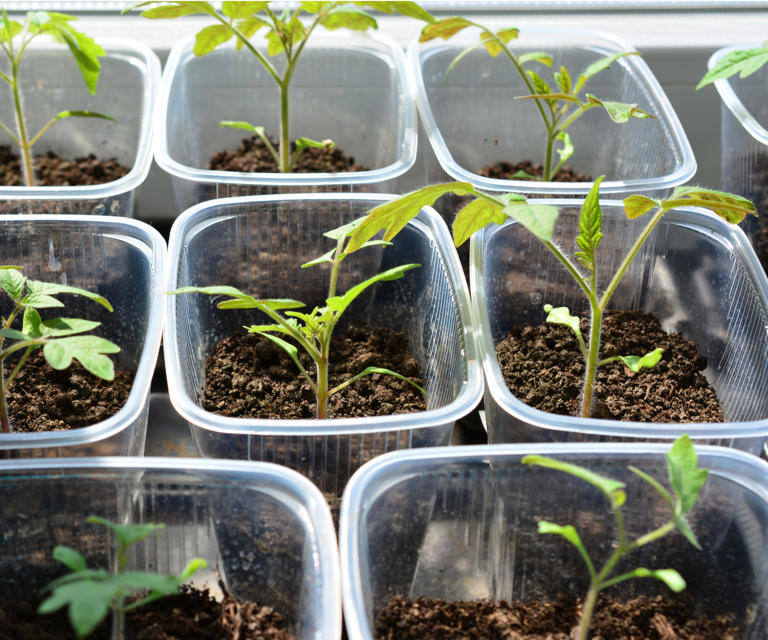 Seed tray alternatives – 5 DIY ideas for germinating your seeds