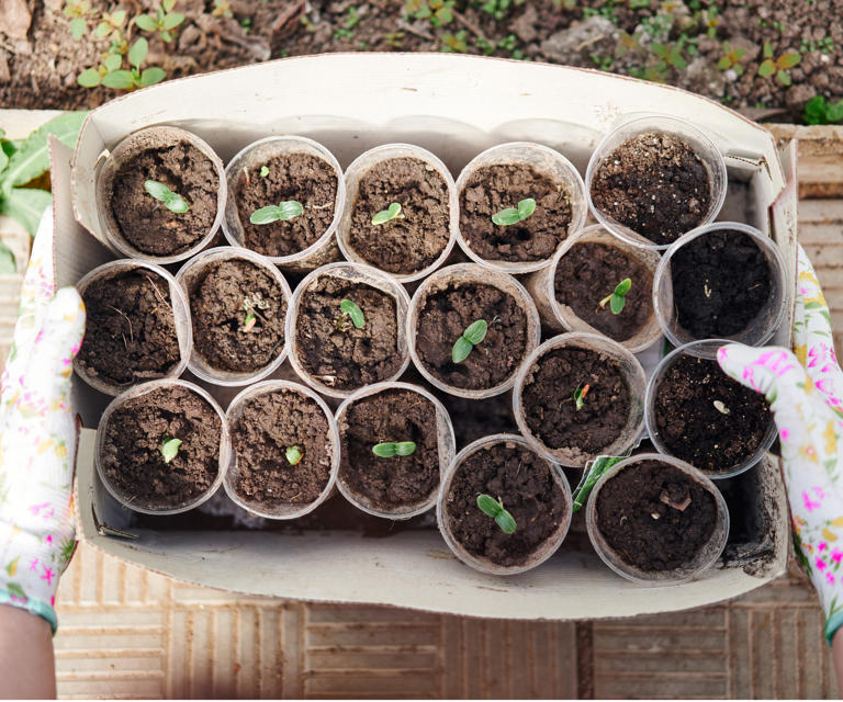 Seed tray alternatives – 5 DIY ideas for germinating your seeds