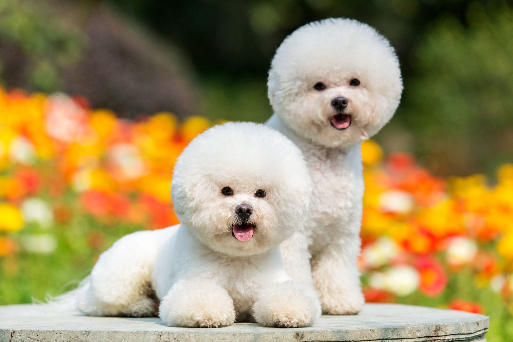 20 Beautiful White Dog Breeds—and How to Keep Them Clean