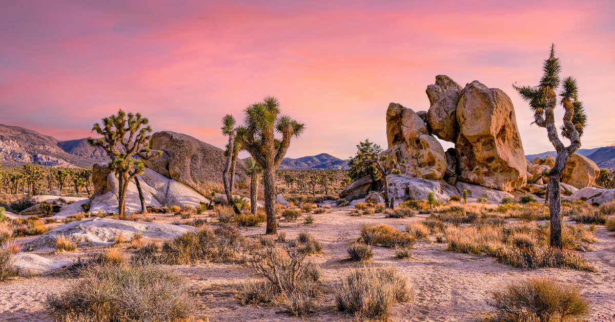 <p> Joshua Tree National Park is another bucket-list destination for many nature lovers. It has several accessible visitor centers, nature trails, and campgrounds.  </p> <p> The true wonder of the Mojave and Colorado deserts can be seen in the park. However, as in Death Valley, older visitors should be aware that the ecosystem can lead to some difficult weather.  </p>