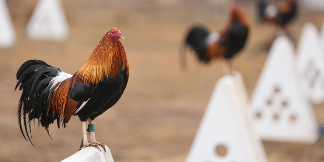 Cockfighting Has Been Banned For Two Decades In Oklahoma. The State’s ...