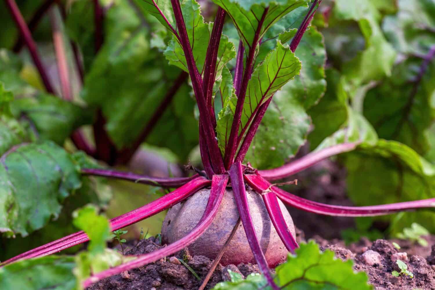 The 14 Best Broccoli Companion Plants