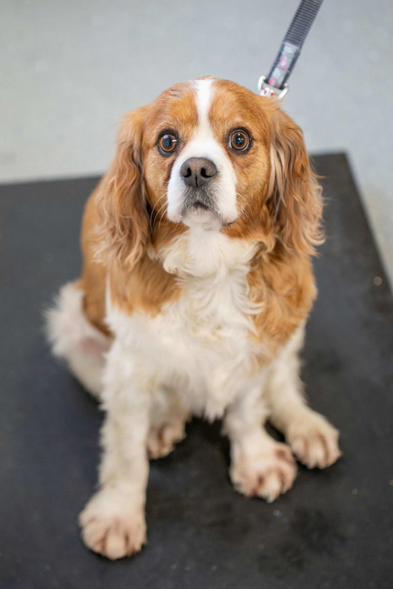 Lancashire vets help 'obese' King Charles Cavalier Spaniel lose weight ...