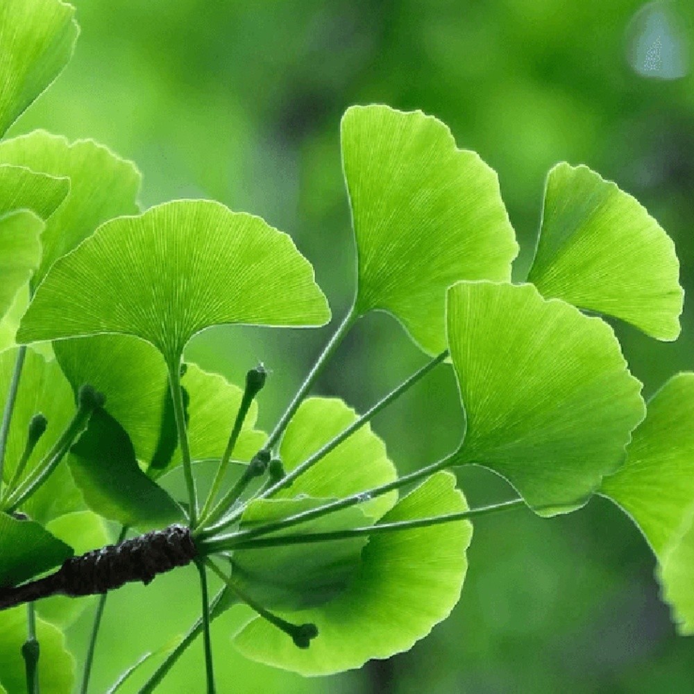 Ginkgo Biloba Para Que Sirve Esta Planta Milenaria De La Medicina ...