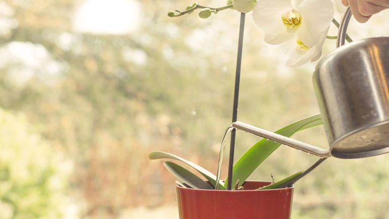 Why Are My Orchid Leaves Turning Yellow? Experts Share 6 Reasons Your 