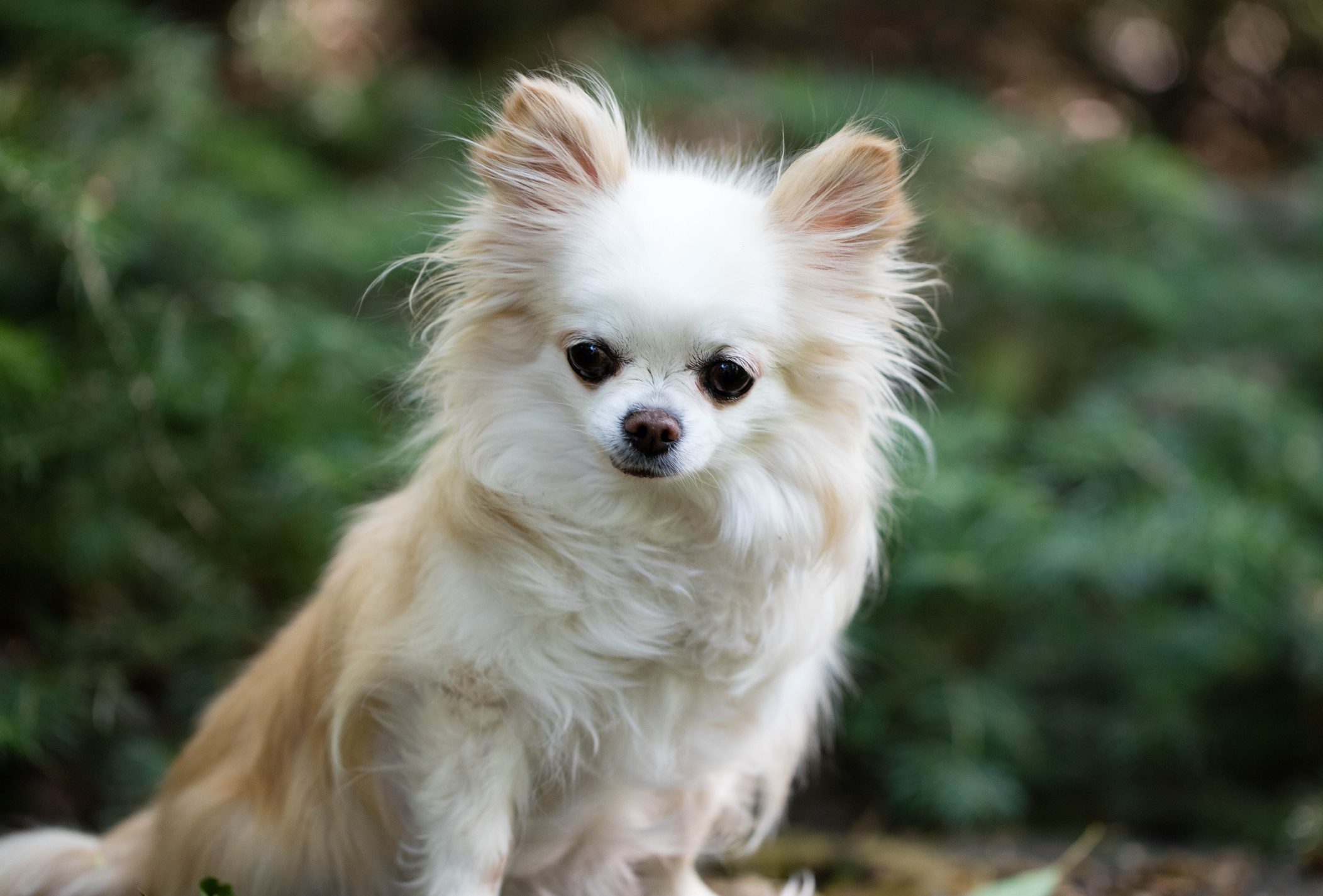 13 Dog Breeds That Look Like Foxes