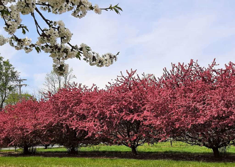 A local’s guide to the best fruit blossom views around Gettysburg 🌸