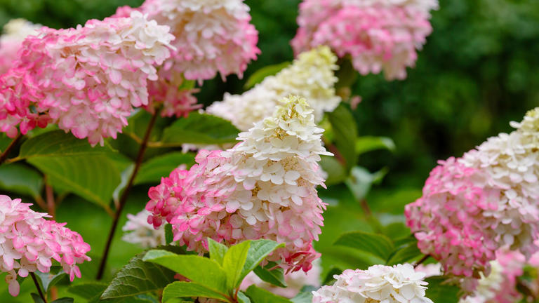 5 Hydrangea Pruning Mistakes You Need To Avoid