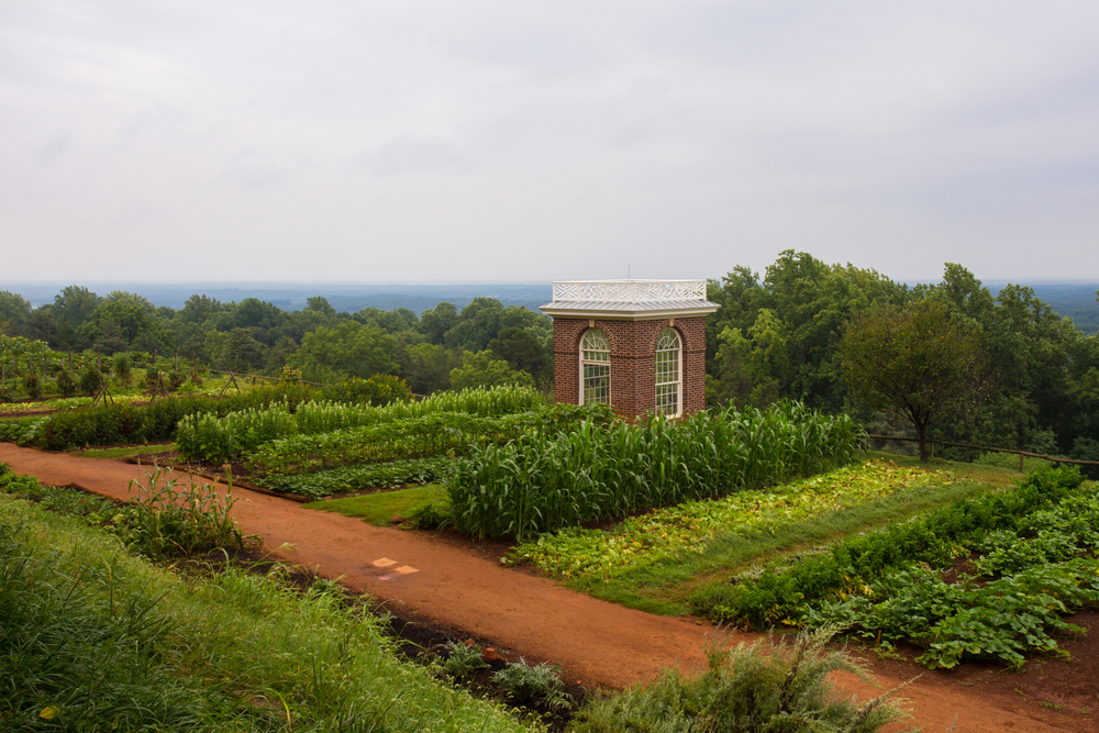 <p>Monticello’s historic vineyards benefit from a varied climate and a long growing season, ideal for both red and white varietals. The region’s winemakers are dedicated to expressing the local terroir, producing elegant and balanced wines, with Viognier and Cabernet Franc often standing out for their quality and complexity.</p>