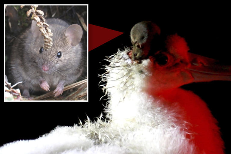 Mass extermination planned for ravenous rodents on South African island