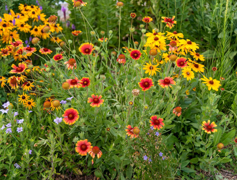 Transform Your Landscape With Native Plants Today