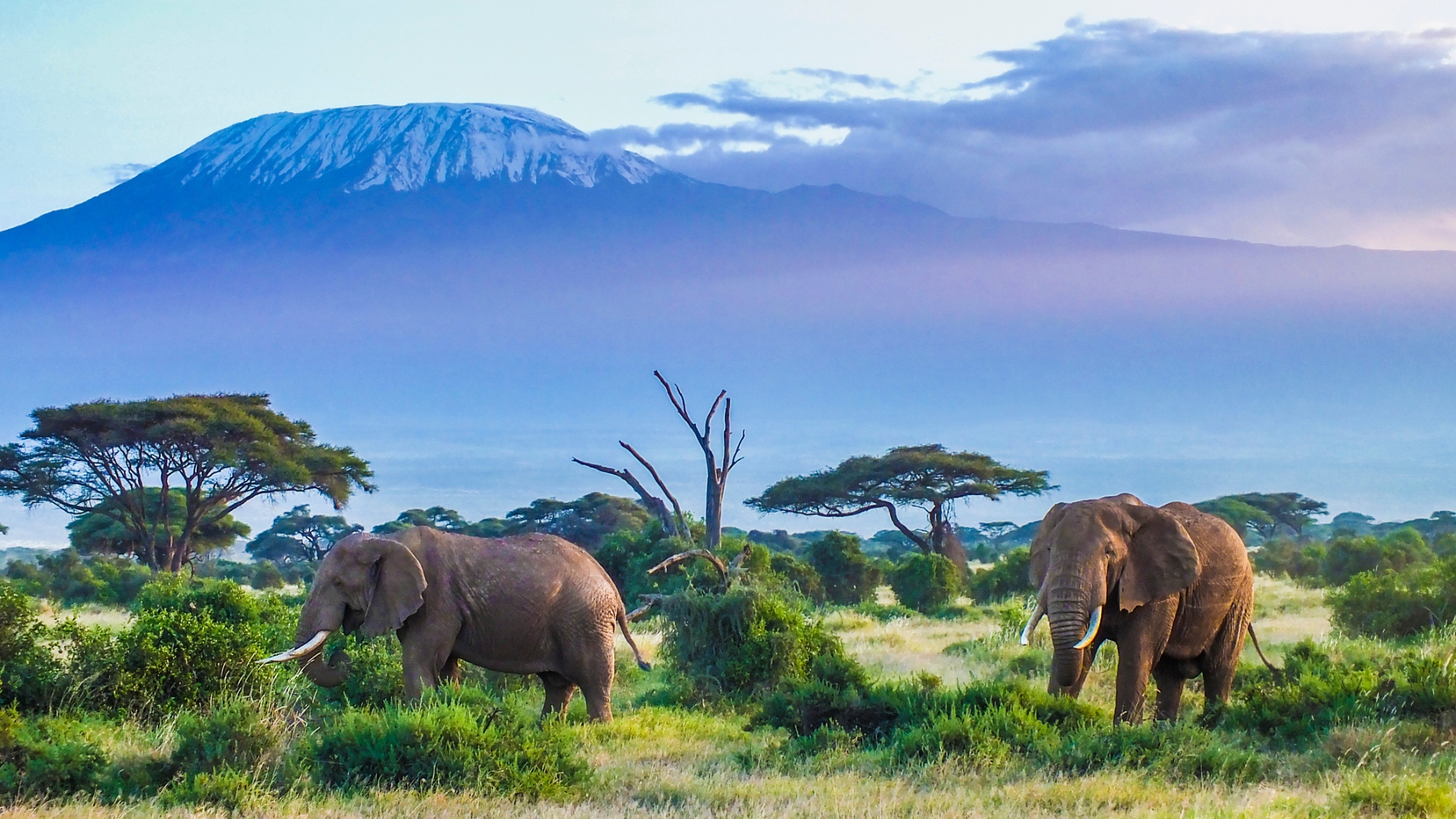 <p>Most safari vacations offer rustic accommodations, and a stay at Angama Amboseli does mean you'll be sleeping in a tent. But you'll also be able to gaze on the majesty of African elephants in the shadows of Mount Kilimanjaro. The resort celebrates the local indigenous community in its architecture and its culinary offerings.</p> <p><strong>For You: <a href="https://www.gobankingrates.com/saving-money/travel/dave-ramsey-vacation-splurges-that-are-waste-of-money/?utm_term=related_link_3&utm_campaign=1264892&utm_source=msn.com&utm_content=4&utm_medium=rss" rel="">Dave Ramsey: 7 Vacation Splurges That are a Waste of Money</a><br>Try This: <a href="https://www.gobankingrates.com/saving-money/travel/expensive-destinations-that-will-be-cheaper-in-2024/?utm_term=related_link_4&utm_campaign=1264892&utm_source=msn.com&utm_content=5&utm_medium=rss" rel="">11 Expensive Vacation Destinations That Will Be Cheaper in 2024</a></strong></p> <p><strong>Sponsored: </strong><a href="https://products.gobankingrates.com/pub/9e562dc4-52f4-11ec-a8c2-0e0b1012e14d?targeting%5Bcompany_product%5D=tra&utm_source=msn.com&utm_campaign=rss&passthru=msn.com" rel="noreferrer noopener nofollow">Owe the IRS $10K or more? Schedule a FREE consultation to see if you qualify for tax relief.</a></p>