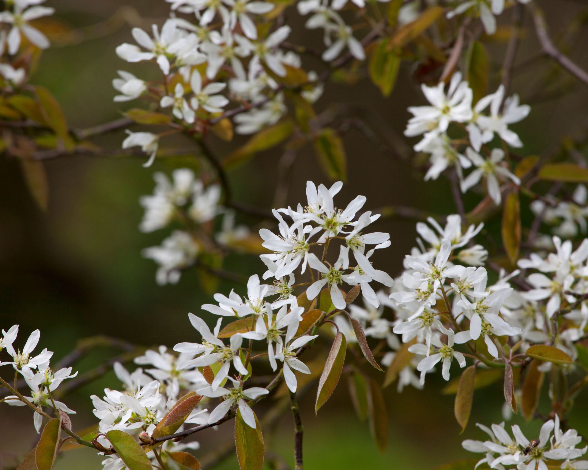 Best Trees To Grow In Pots – 14 Compact Varieties For Year Round Interest