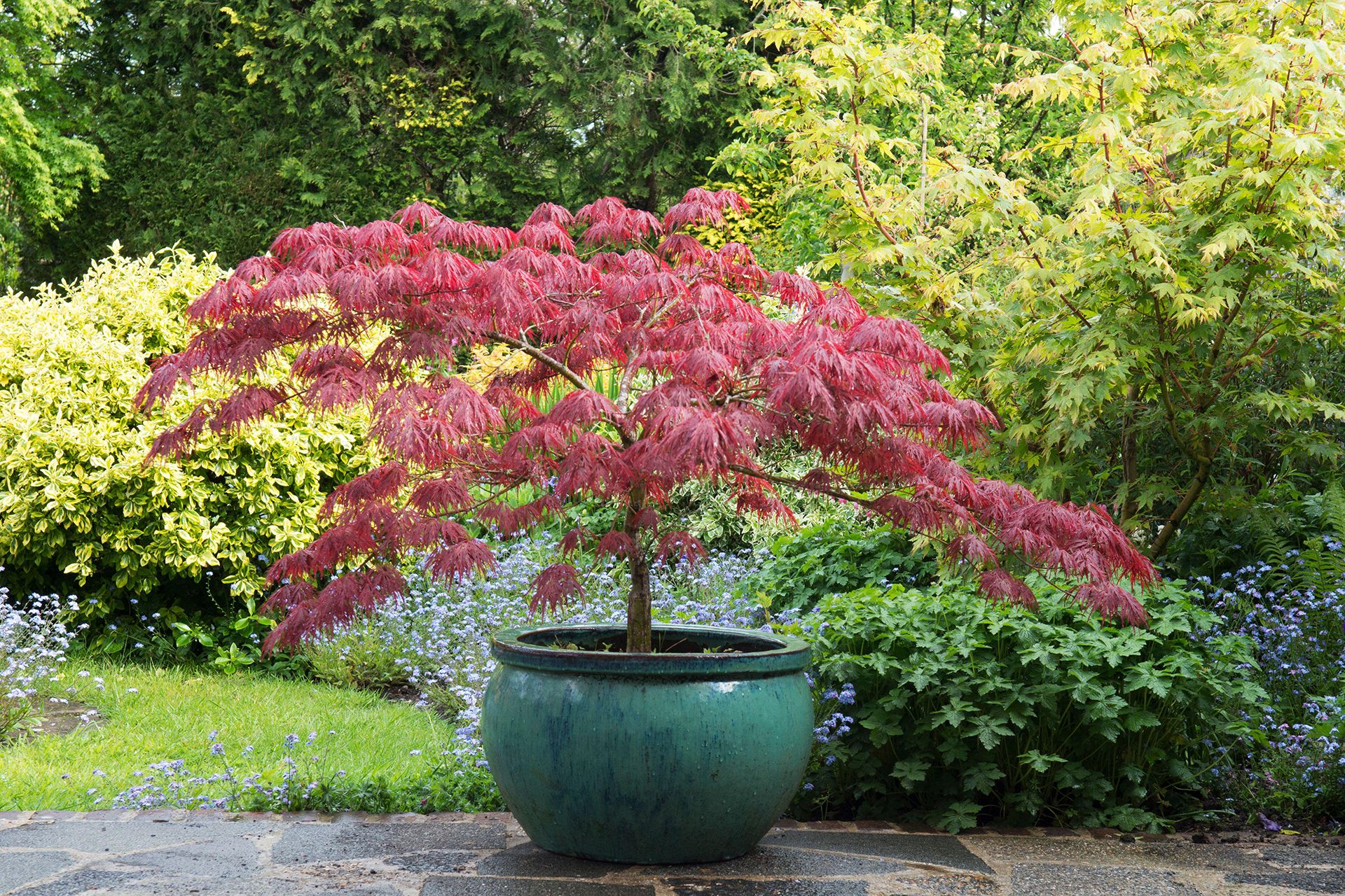Best trees to grow in pots – 13 compact varieties for year round interest
