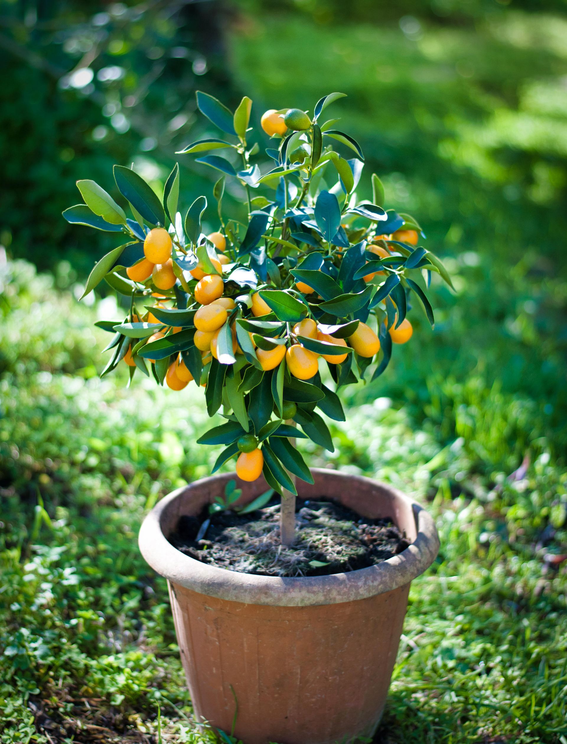 Best Trees To Grow In Pots 14 Compact Varieties For Year Round Interest 