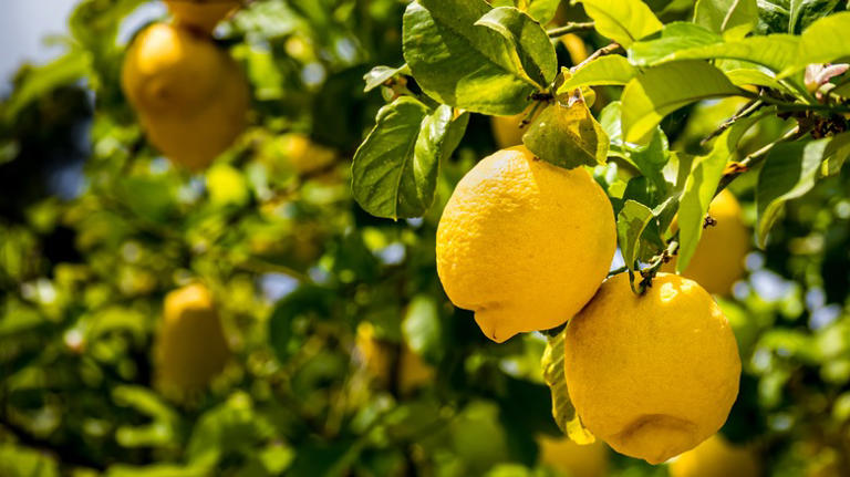 The Cheery Garden Flower That Keeps A Common Citrus Tree Pest At Bay