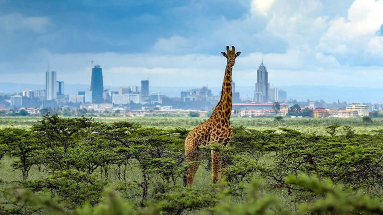 Nairobi, the cosmopolitan capital of Kenya, welcomes visitors with diverse culture, exciting activities, and a vibrant dining scene.