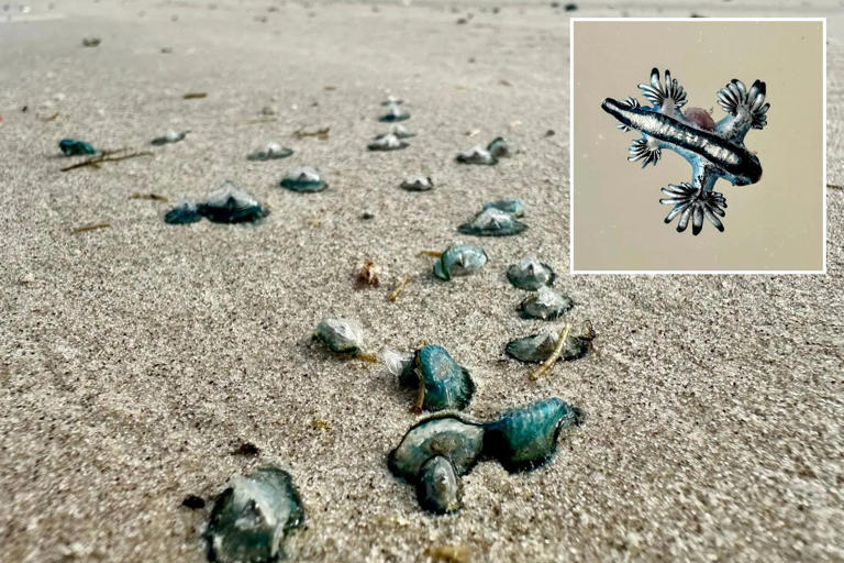 Thousands of beautiful but toxic sea creatures washing up on Texas shores