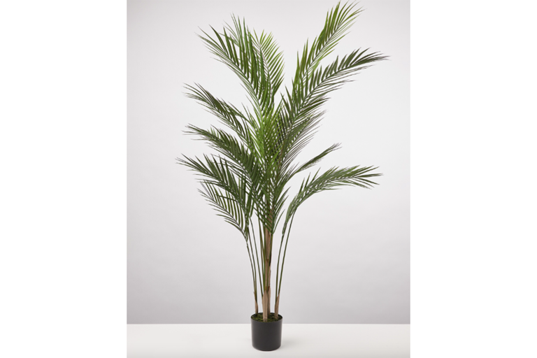 Best Tall Indoor Plants: Houseplants That Will Stand Out