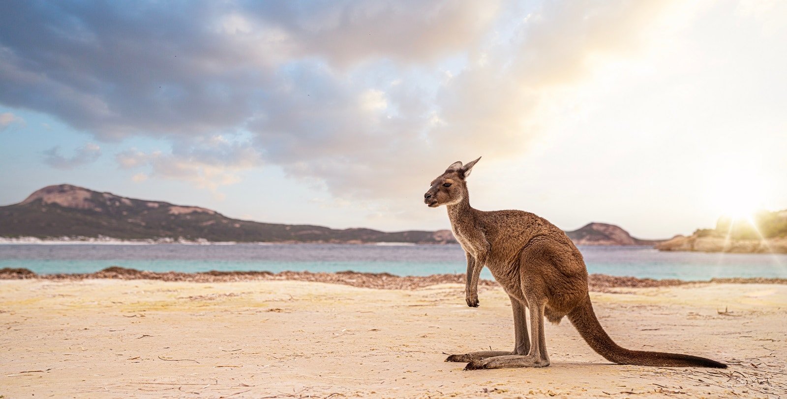 <p><span>Kangaroo Island, off the coast of South Australia, is a wildlife sanctuary and a model for sustainable tourism. The island is known for its diverse wildlife, including kangaroos, koalas, and various bird species. Eco-friendly practices are a priority here, with many accommodations and tours focusing on environmental responsibility.</span></p> <p><span>The island offers pristine beaches, local food and wine, and a tranquil atmosphere, making it an ideal destination for those seeking a sustainable beach experience. </span></p> <p><b>Insider’s Tip: </b><span>Join a guided nocturnal tour to see the island’s wildlife in its natural habitat. </span></p> <p><b>When to Travel: </b><span>December to February for beach weather, though wildlife viewing is excellent year-round. </span></p> <p><b>How to Get There: </b><span>Fly to Kingscote on Kangaroo Island or take a ferry from Cape Jervis.</span></p>