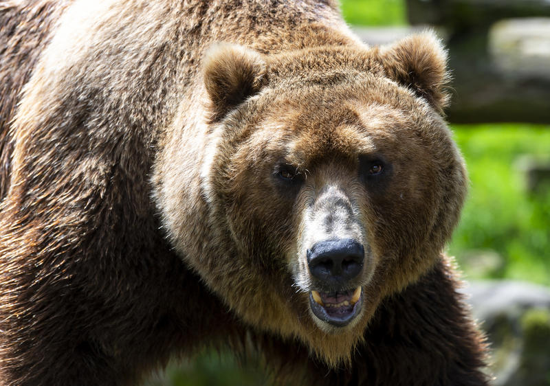 slovenská policie obvinila češku z pytláctví, podezírá ji z ulovení medvědice