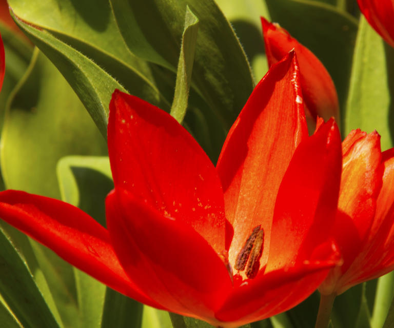 What Are Species Tulips? Expert Tips On How To Grow These Vibrant 