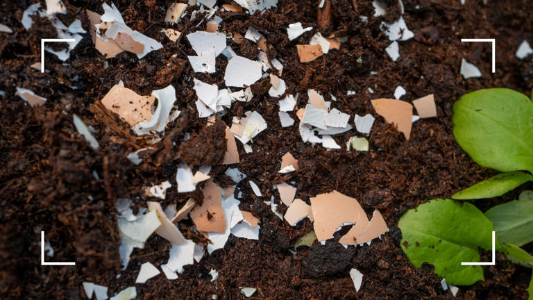 How To Use Eggshells In Your Garden – 3 Ways To Improve Soil And Deter 